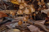 Psilocybe pelliculosa image