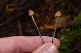 Psilocybe pelliculosa image