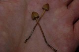 Psilocybe pelliculosa image