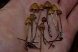 Psilocybe pelliculosa image