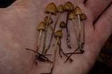 Psilocybe pelliculosa image