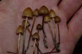 Psilocybe pelliculosa image