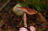 Cystodermella cinnabarina image