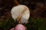 Cystodermella cinnabarina image