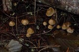Psilocybe pelliculosa image