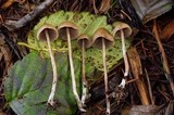 Psilocybe pelliculosa image