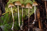 Psilocybe pelliculosa image