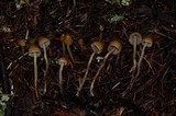 Psilocybe pelliculosa image