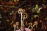 Psilocybe pelliculosa image