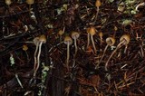 Psilocybe pelliculosa image