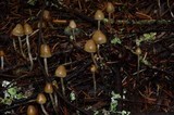 Psilocybe pelliculosa image