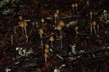 Psilocybe pelliculosa image