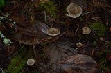 Clitocybe trulliformis image