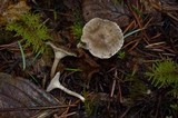Clitocybe trulliformis image