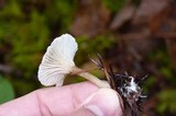 Clitocybe trulliformis image