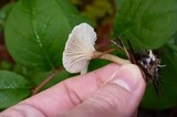 Clitocybe trulliformis image