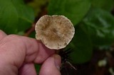 Clitocybe trulliformis image