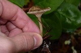 Clitocybe trulliformis image