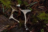 Clitocybe trulliformis image