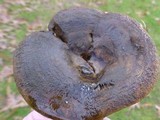 Lactarius turpis image
