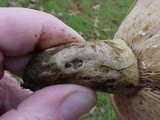 Lactarius turpis image