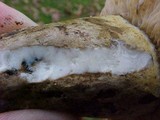Lactarius turpis image
