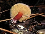 Boletus truncatus image