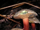 Boletus truncatus image