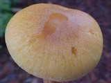 Tricholomopsis sulphureoides image