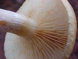 Tricholomopsis sulphureoides image
