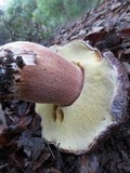 Boletus regineus image
