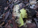 Boletus regius image