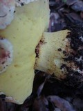 Boletus regius image