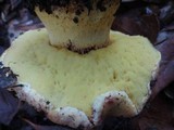 Boletus regius image
