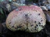 Boletus regius image