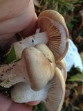 Armillaria gallica image