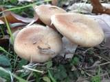 Armillaria gallica image