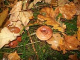Lactarius quietus image