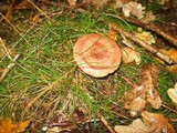 Lactarius quietus image