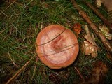 Lactarius quietus image