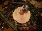 Lactarius quietus image