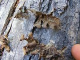 Image of Pseudocyphellaria coriifolia