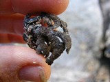 Pseudocyphellaria coriifolia image
