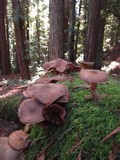 Armillaria sinapina image