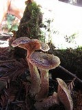 Armillaria sinapina image