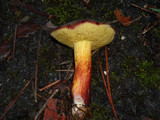 Boletus chrysenteron image