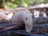 Mycena purpureofusca image