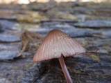 Mycena purpureofusca image