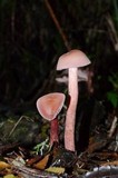 Laccaria bicolor image