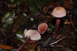 Laccaria bicolor image